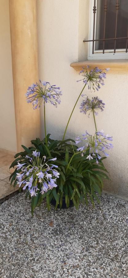 Jasmin * Régusse